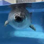 amuamuの画像
