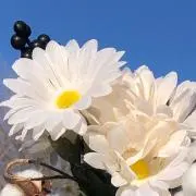 コナの画像