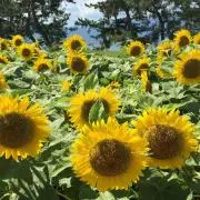 おかきの画像