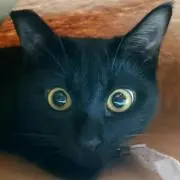 ぐら