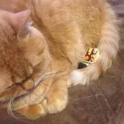 こなつの画像