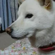 ちくわばんびの画像