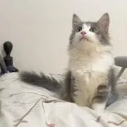 もなの画像