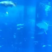キリン⭐️の画像