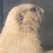 しきの画像