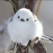 エナガ