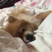 つばめ