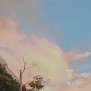 わんこぽんこの画像