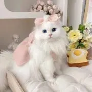 cocoの画像