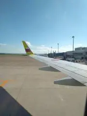 しゃけの画像