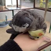みやこの画像