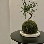 y.nの画像