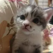 mike:)の画像