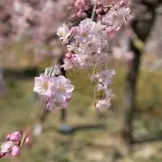 m.の画像