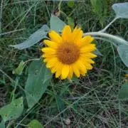 Buttercupの画像