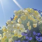 COCOの画像