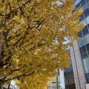 ぽんの画像