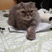 KuriMimi