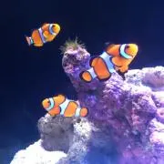 しほしほの画像