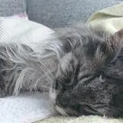 けいの画像