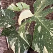 Goodiesの画像