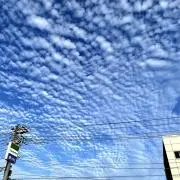 うなぎざめの画像