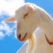 まめDの画像