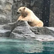 にょんまるの画像