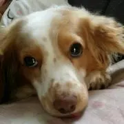 tosの画像