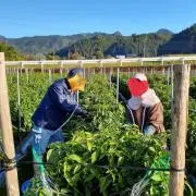【つっちゃん農園】清流の郷 久万高原野菜の画像