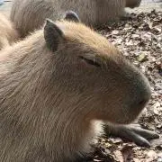 yamasaの画像