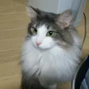 しょこしょこの画像