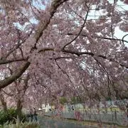 シャープの画像