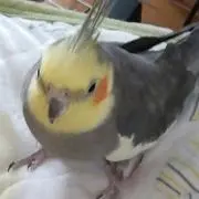 タラチャン