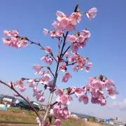 ひら さお