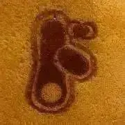 トッチの画像
