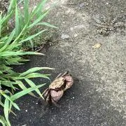 受かるちゃん