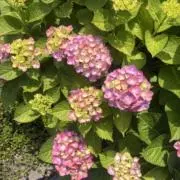 ラキラキの画像