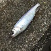 たまたまの画像