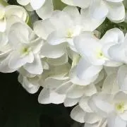 HaNaの画像