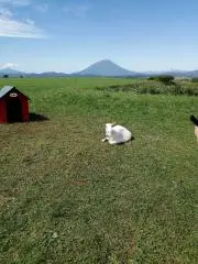 ららの画像