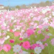 MKの画像