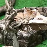 フラットヘッド
