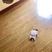 meiの画像