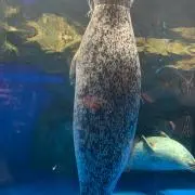 はぎめい