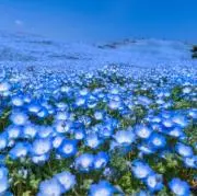 nemoの画像