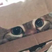 ミカサ