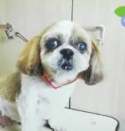 夢ちりめんの画像