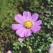 はなの画像