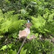 ちゃーはん